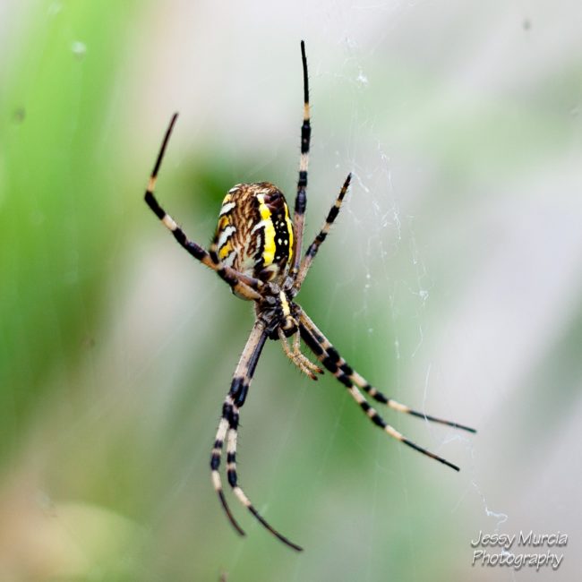 Photo professionnel animalier