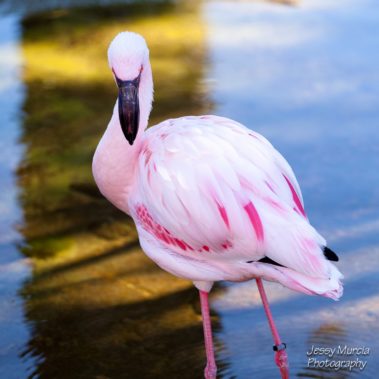 photo professionnel allauch