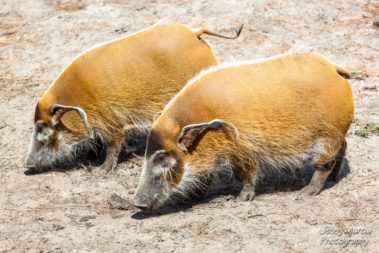 photo professionnel faune