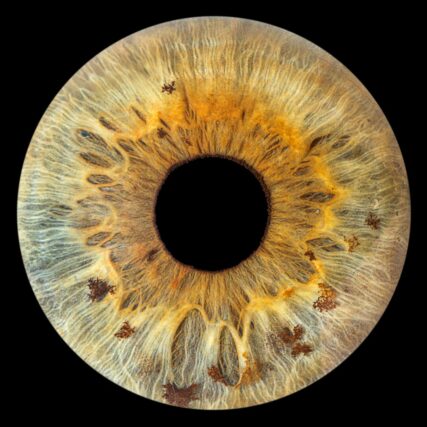 Photo d'Iris à Martigues