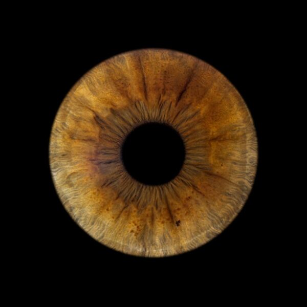 Photo d'iris Bouches du Rhône