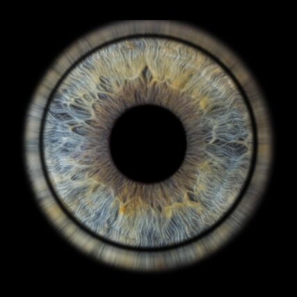 Photo d'iris Marignane