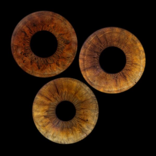 Photo d'iris trio Marignane