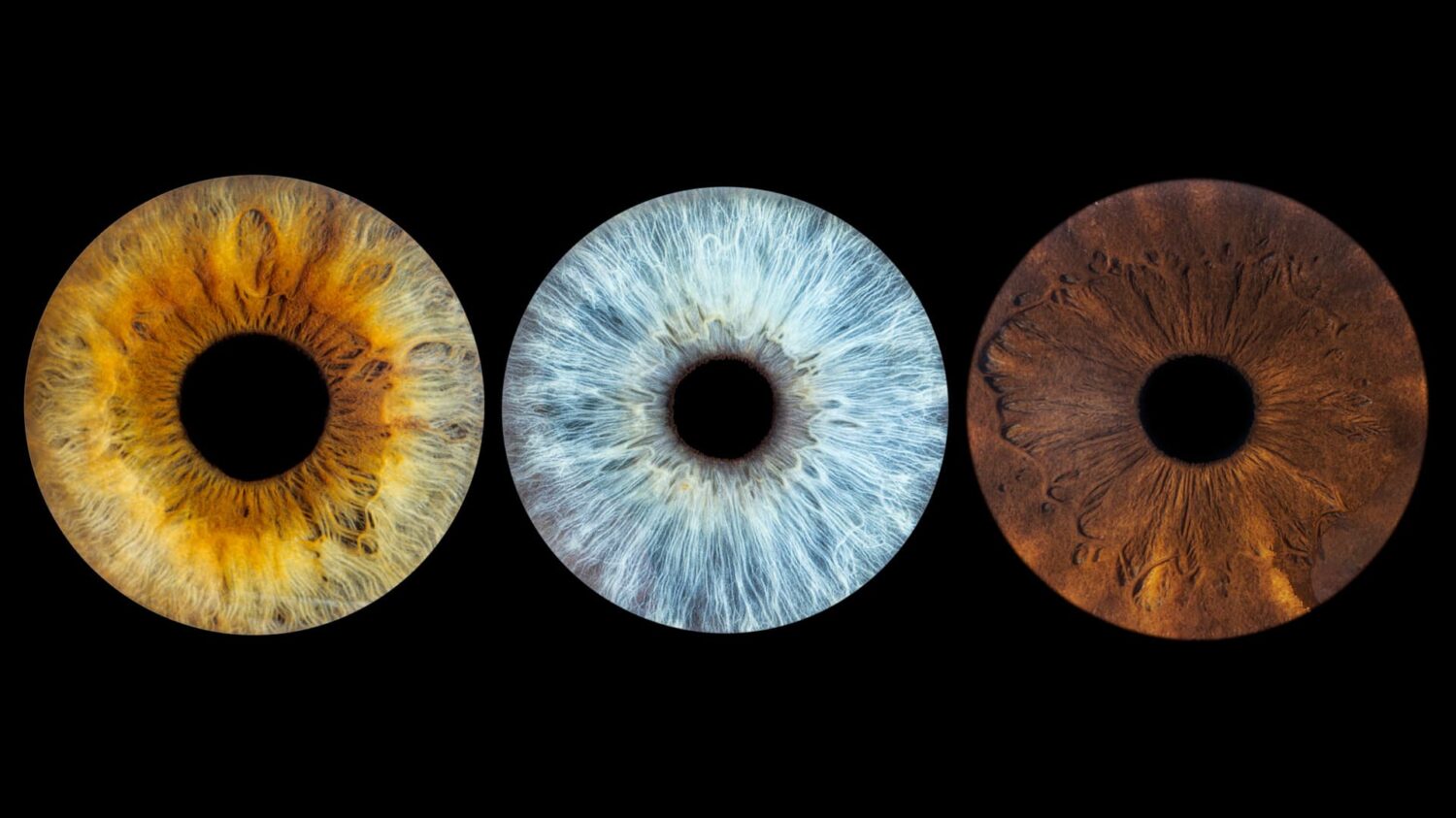 Photo-d'iris-Châteauneuf-lès-Martigues